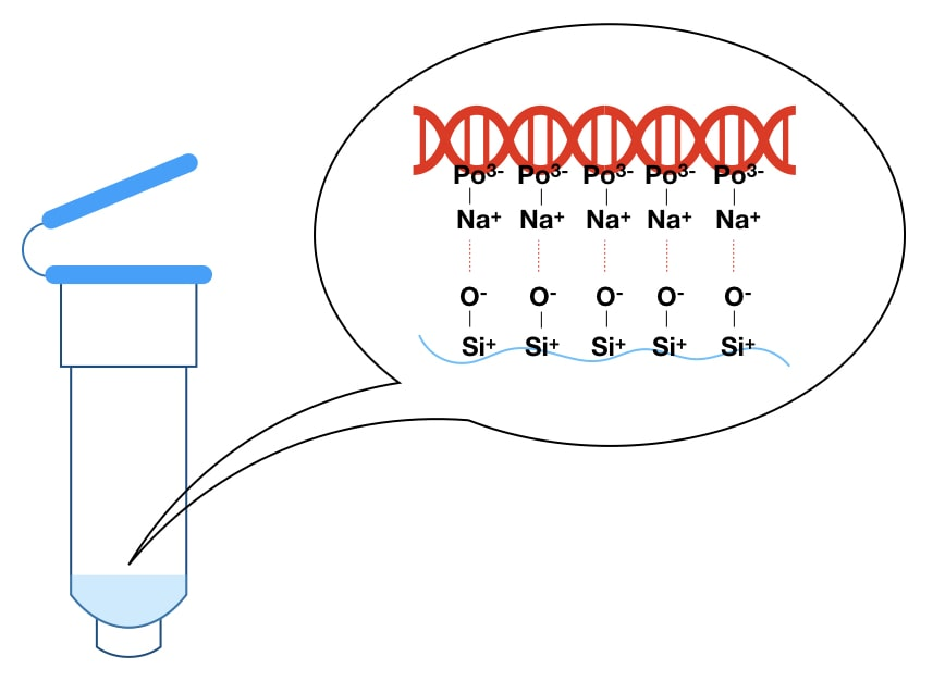 Illustration of the principle of spin column DNA extraction.