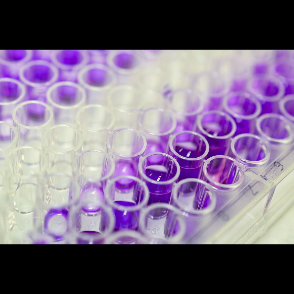 Canine Syndecan 1/CD138 ELISA kit size: 96 Tests