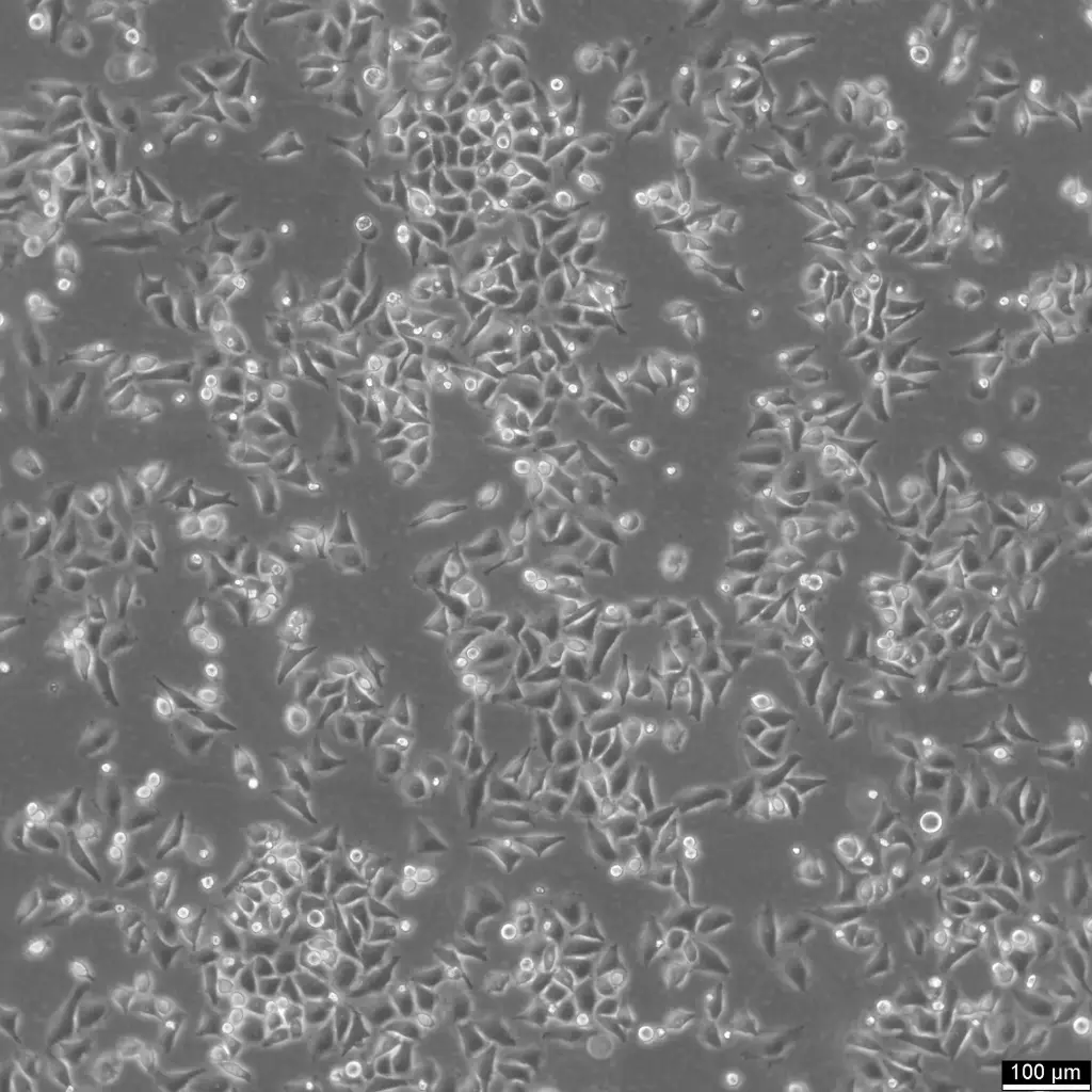 [GEN300658-MA] HK-CRISPR-Pom121-mCherry Cells