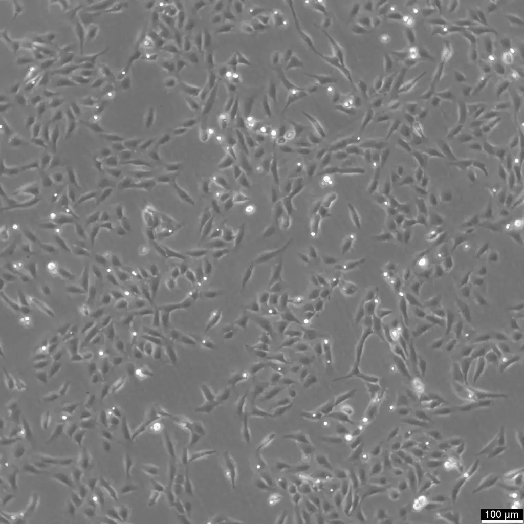 [GEN300444-MA] U2OS-CRISPR-NUP96-SNAP Cells