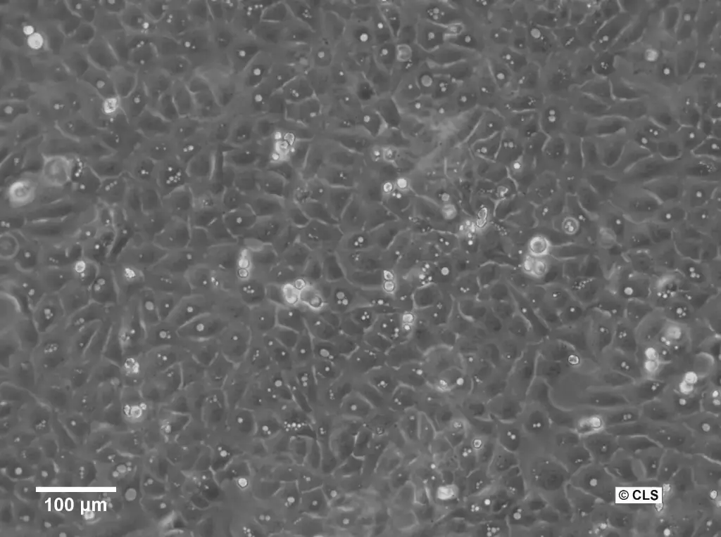 [GEN300174-MA] U2OS-CRISPR-NUP96-mEGFP Cells