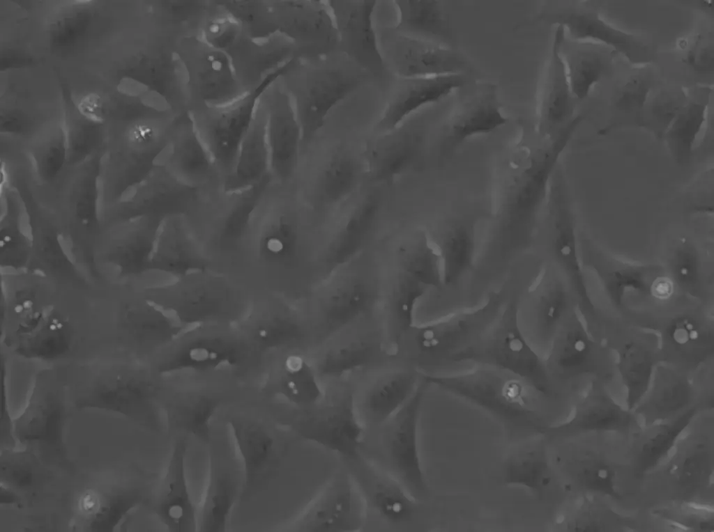[GEN300448-MA] U2OS-CRISPR-NUP96-Halo Cells