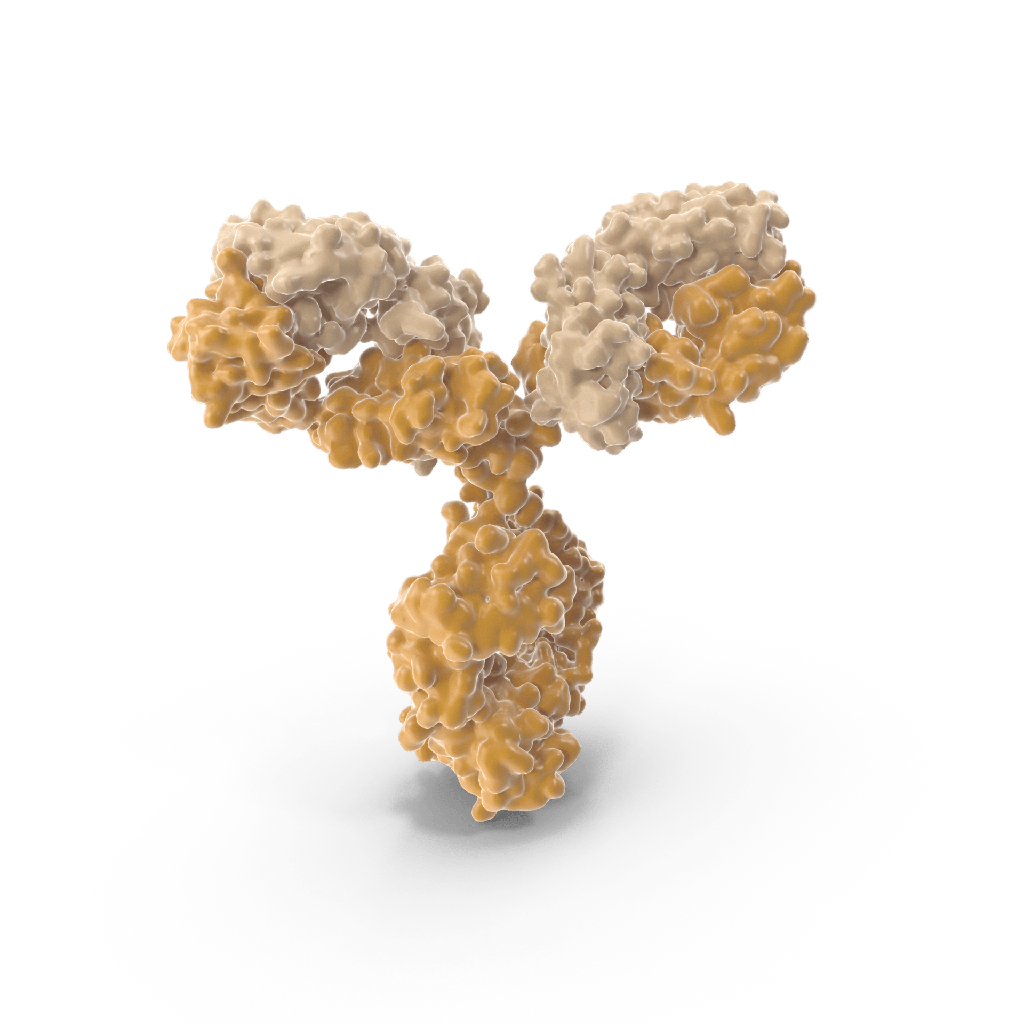 Flow Cytometry Protein G Antibody Binding Beads size: 1 mL