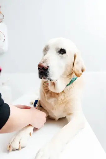 [BF-CBAT-10] Rapid Canine Brucella Ab Kit size: 10 Tests