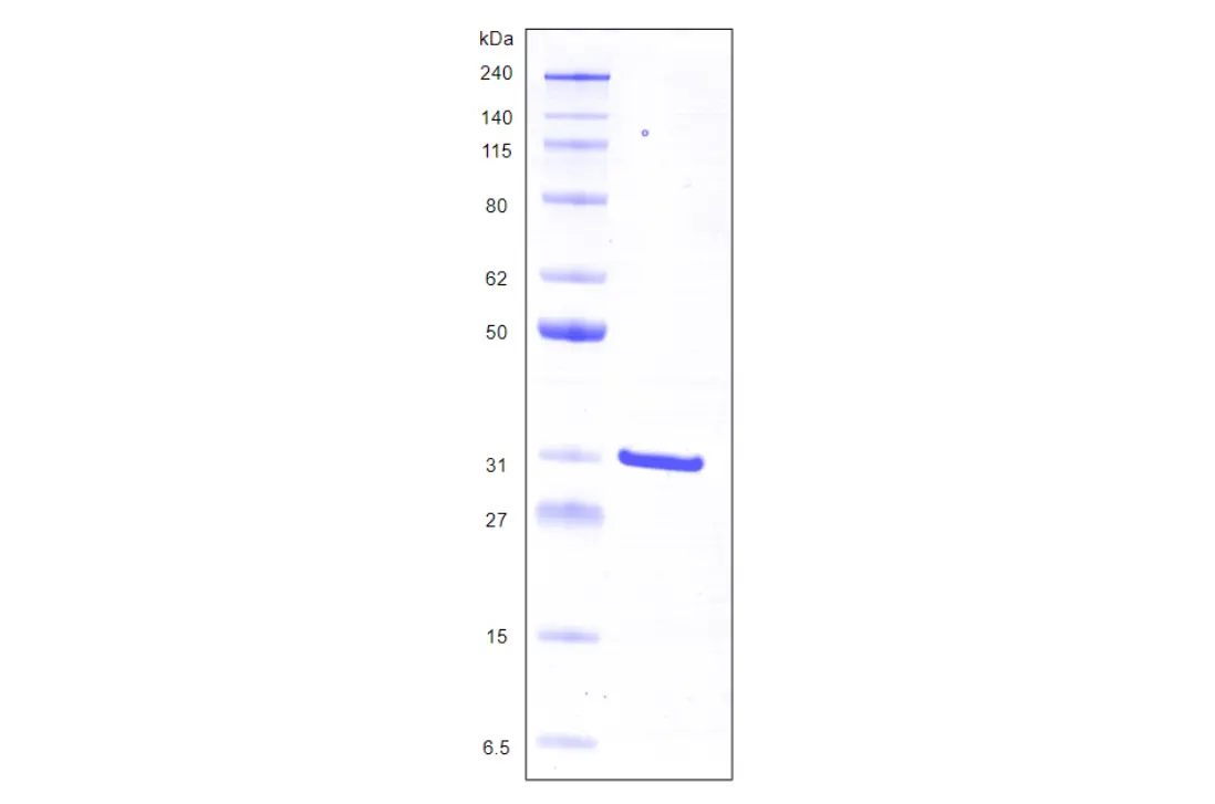 [MC02-100] Recombinant Human Galectin 3, His Tag -100 ug